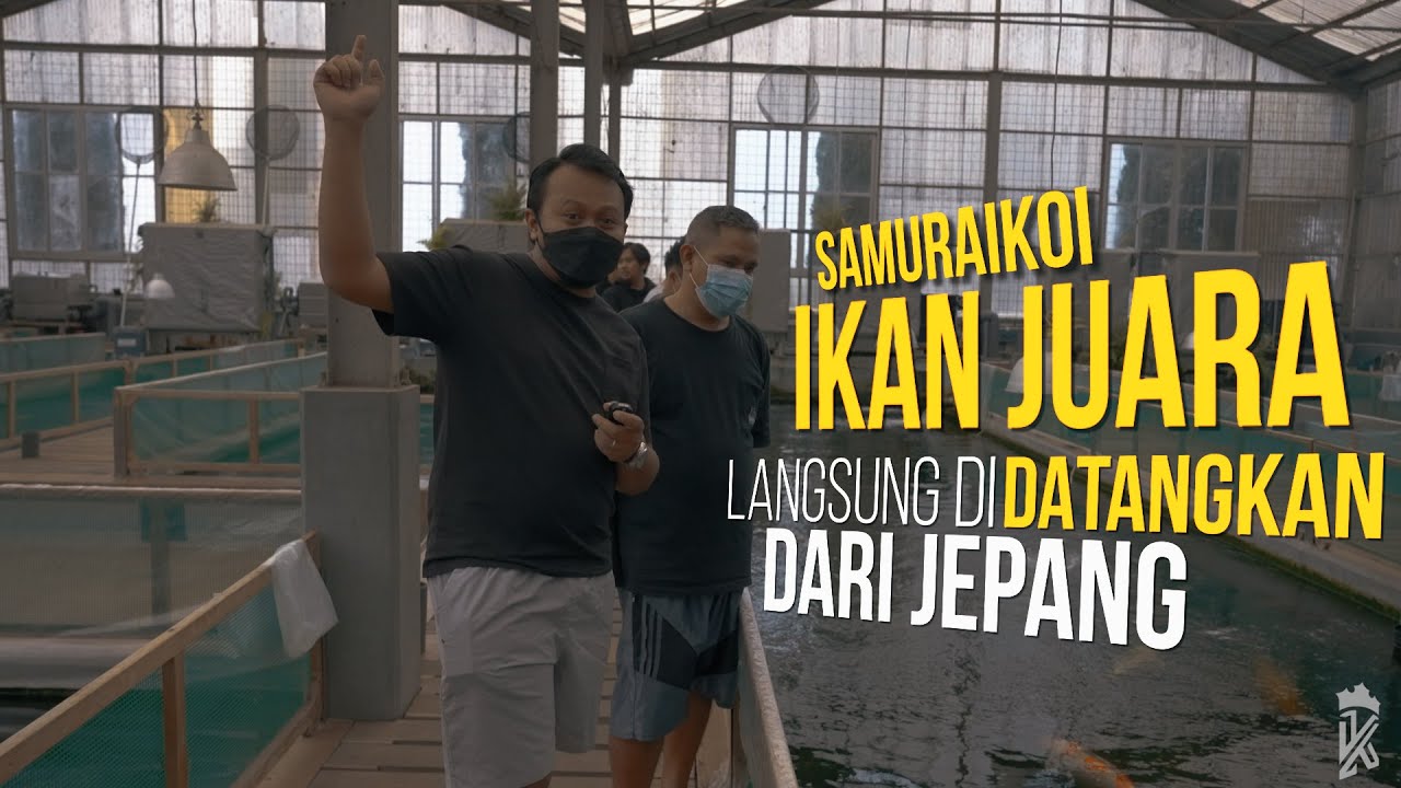 TEMPAT BERKUMPULNYA IKAN JUARA - SAMURAIKOI | PAPABLAR VLOGKOI