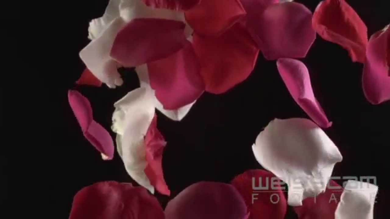 Weisscam Footage Reel 2014 HD 720p
