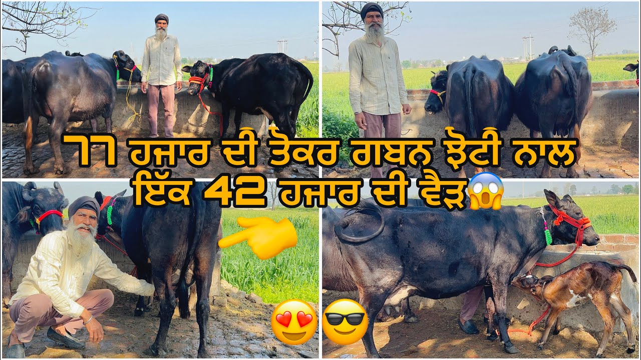 3 March 2026 PH 9914053183👈ਬਾਈ ਕੋਲ ਟੋਪ ਦੇ ਪਸ਼ੂ ਵਿਕਾਊ ⭐️💫⭐️💫