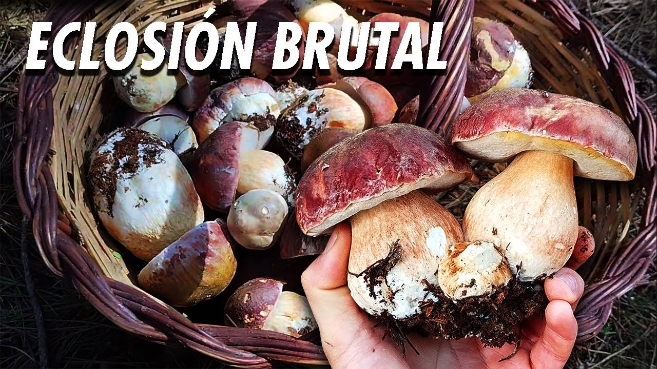 🍄 BROTE BESTIAL de BOLETUS en MAYO! (Boletus Pinophilus)