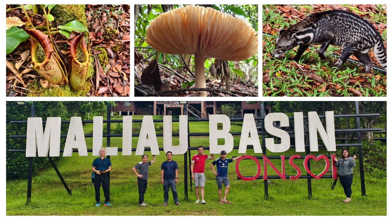 Maliau Basin Part 1. The journey to the Nepenthes Camp