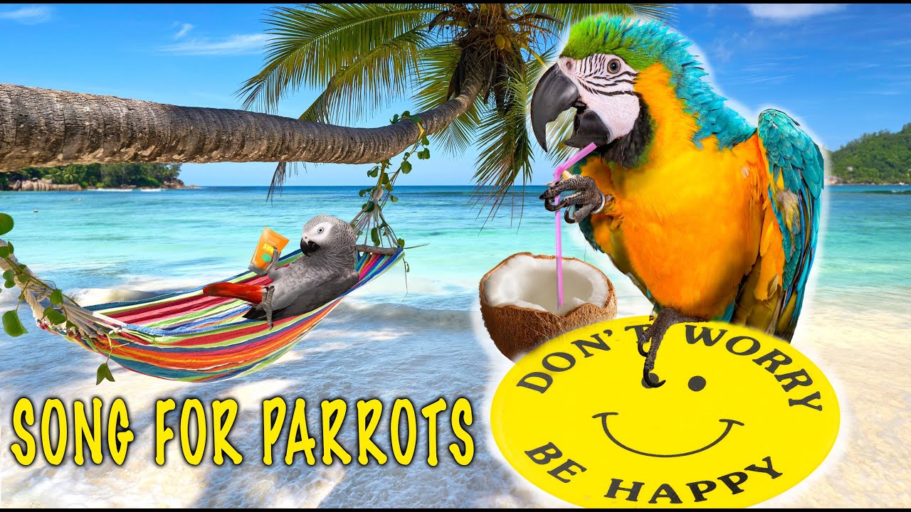 DON'T WORRY BE HAPPY whistle training parrot teach learn /Песен за обучение на папагали /Bird Song/