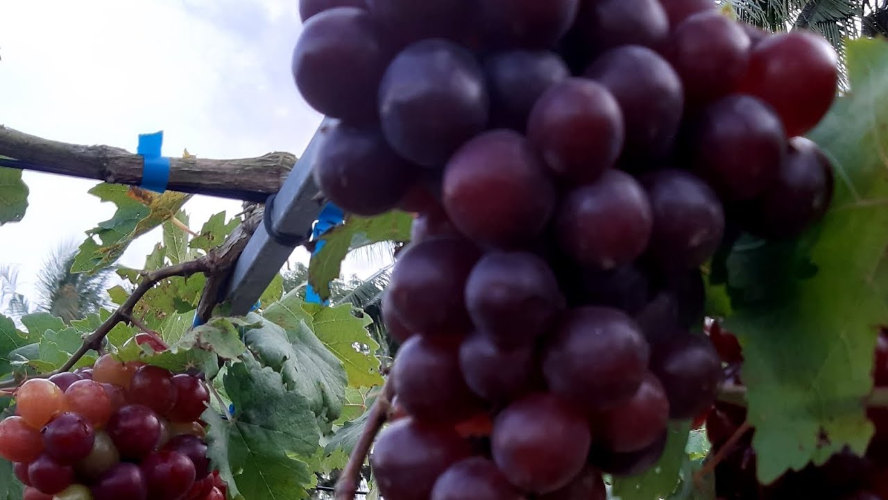 anggur everest pematangan buah lebih singkat di 90hsp.
