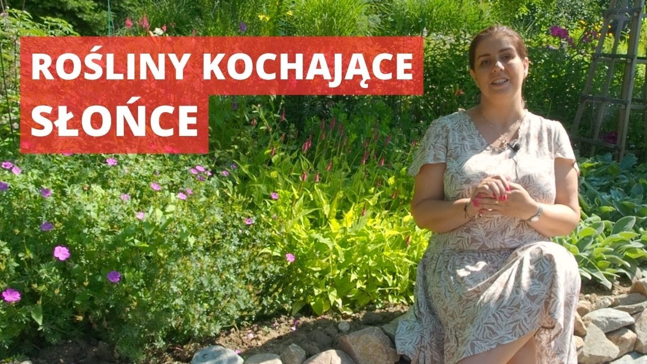 Rabata bylinowa w pełnym słońcu - jak założyć, rośliny na słońce, słoneczne miejsce