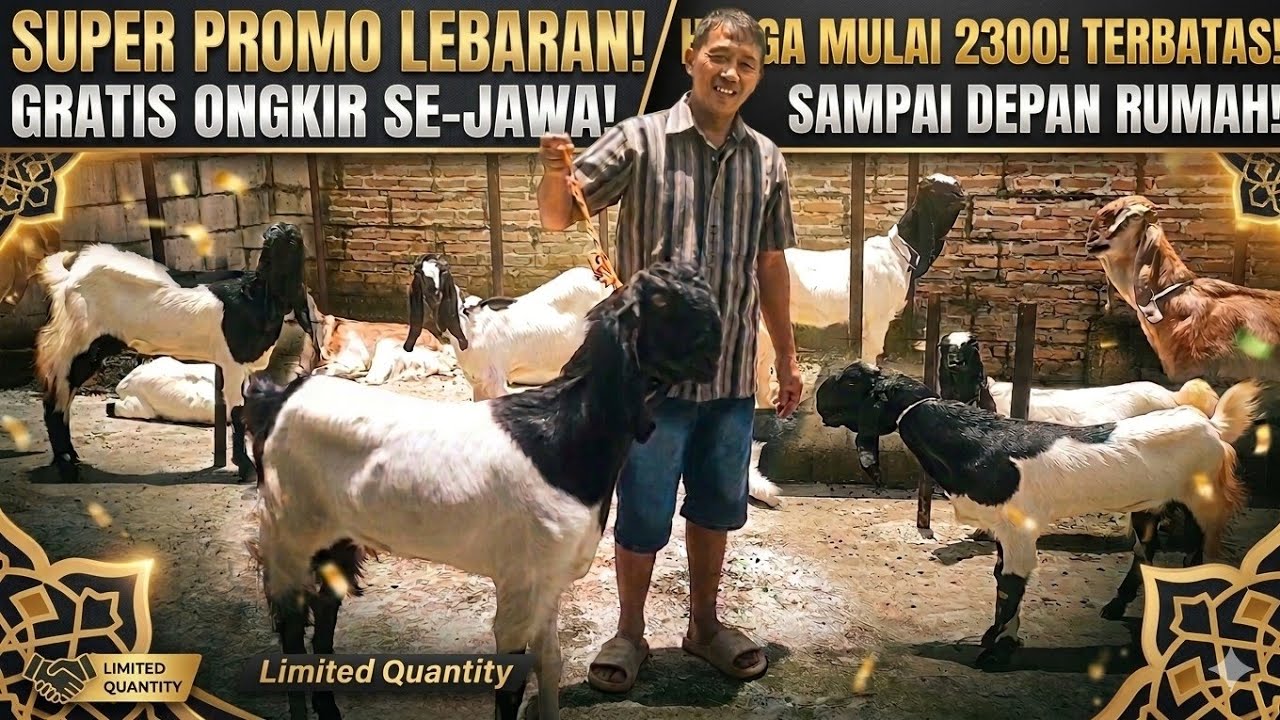 MULAI 2300 GRATIS ONGKIR...!!! CANTIK KAMBING PE KALIGESING KANG MUDRIK