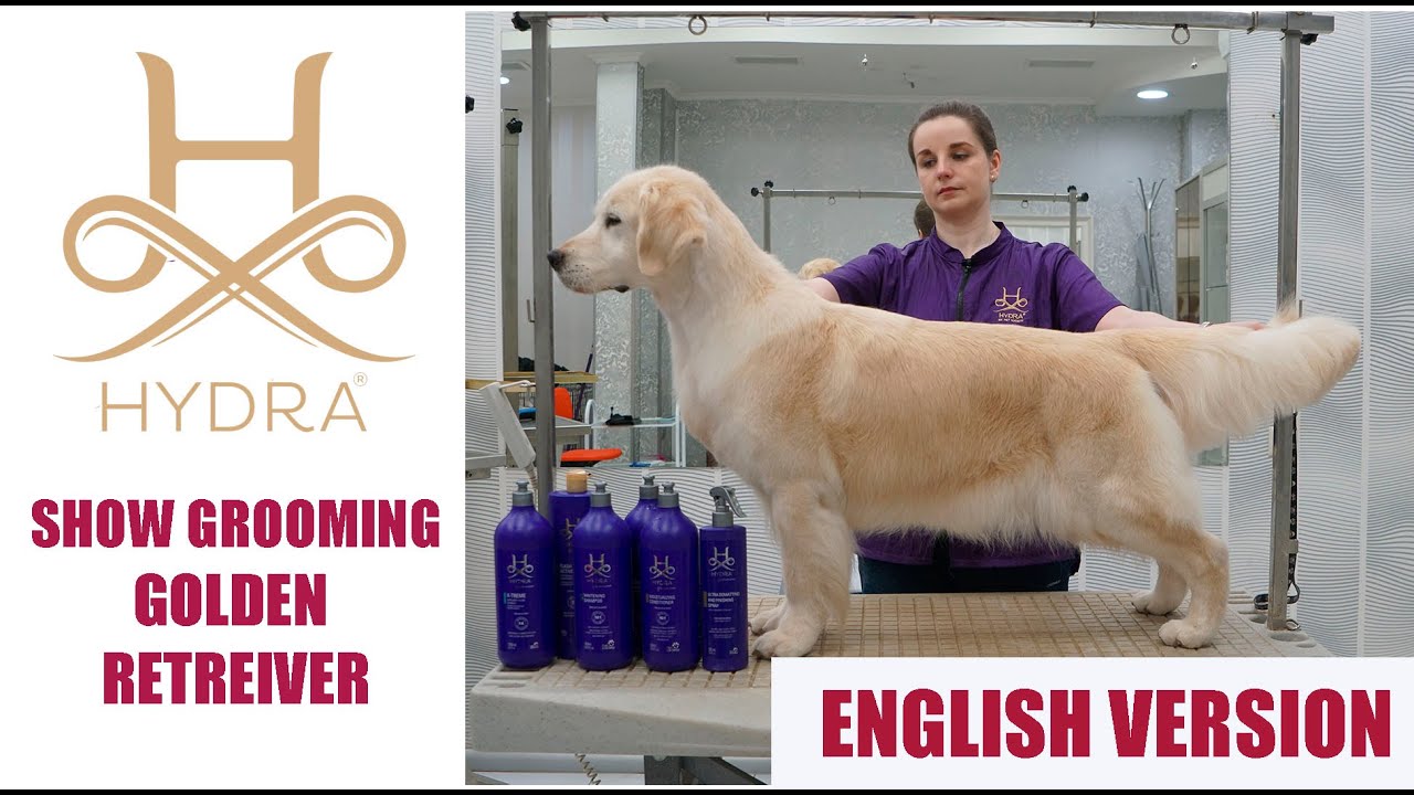 Show Grooming for Golden Retriever with 