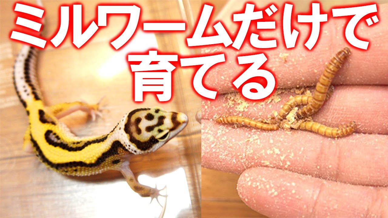 【大丈夫なの⁉】ミルワームだけでレオパは育つのか？【実験開始】