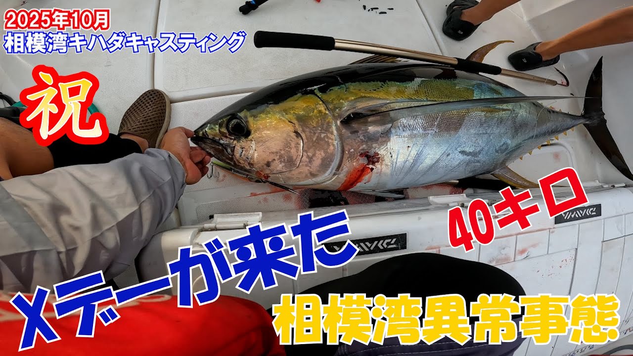 【マイボート】相模湾キハダキャスティング３６０度キハダマグロだらけの異常事態！#マイボート #キハダキャスティング #相模湾