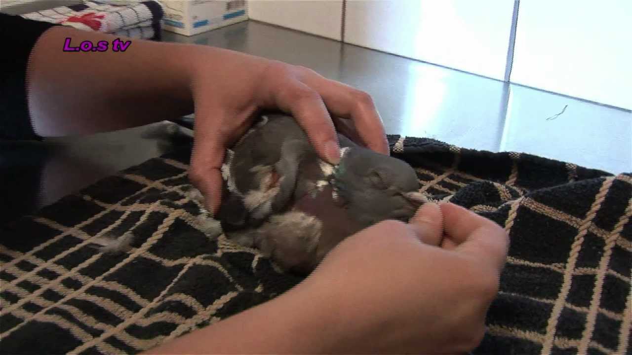 Vogelopvang Soest deel 1