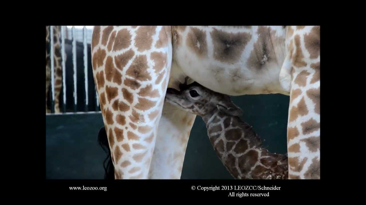 LEO ZCC Rothschild Giraffe Calf Nursing and Exploring
