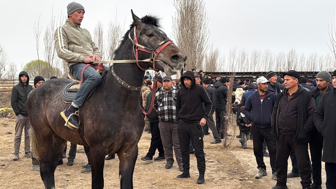 Beshariq ot va Qõy bozori bugungi narhlar bilan tanishing 15.03.2026yil