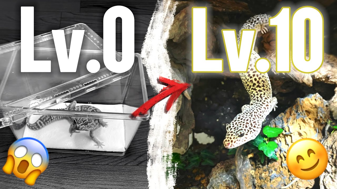 レオパの飼育ケージのレベル0〜10を紹介！