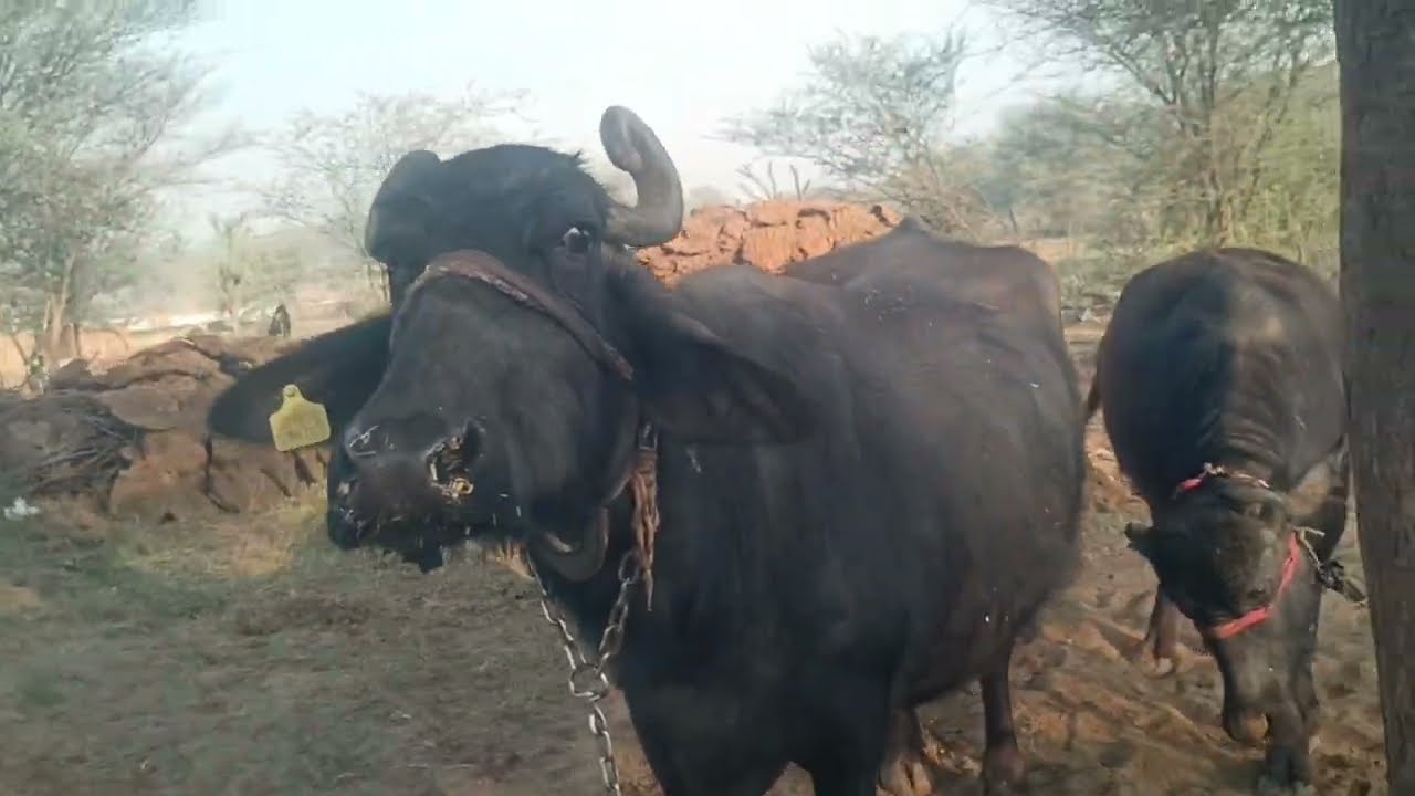 🥛☝️50 लिटर दूध वालीं गाँव की शान 💪 50 लीटर दूध देने वाली ताकतवर भैंस कभी नहीं देखी 