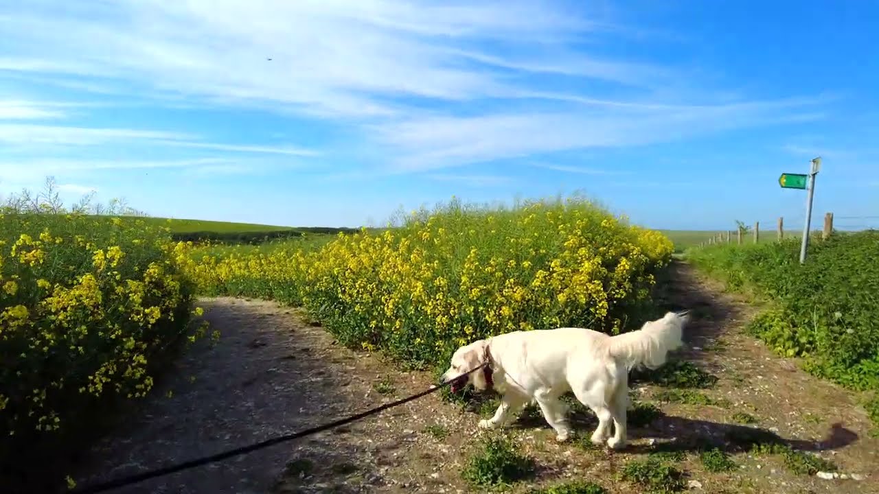 Field of Flowers | A 4K Walk