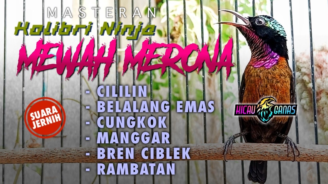 MASTERAN KONIN ISIAN MEWAH FULL MATERI TEMBAKAN PANJANG