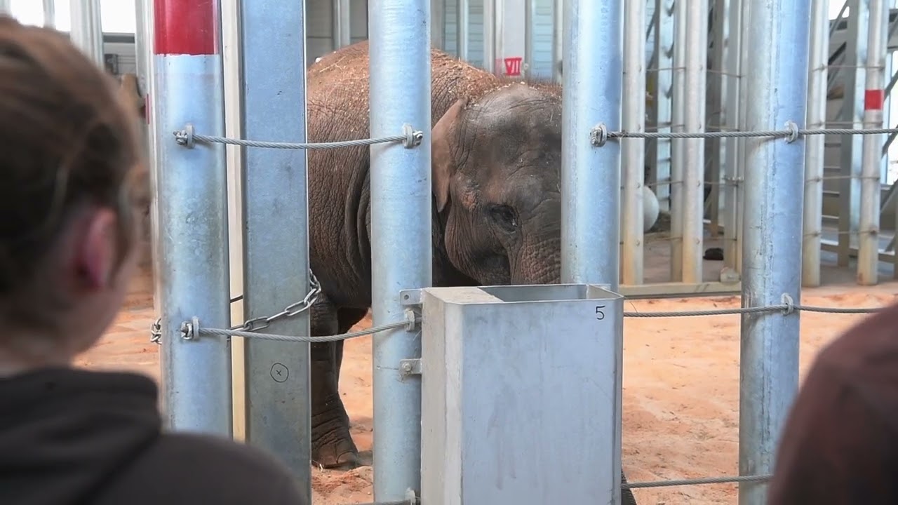 Le zoo-refuge La Tanière a accueilli un jeune éléphant nommé Kitaï