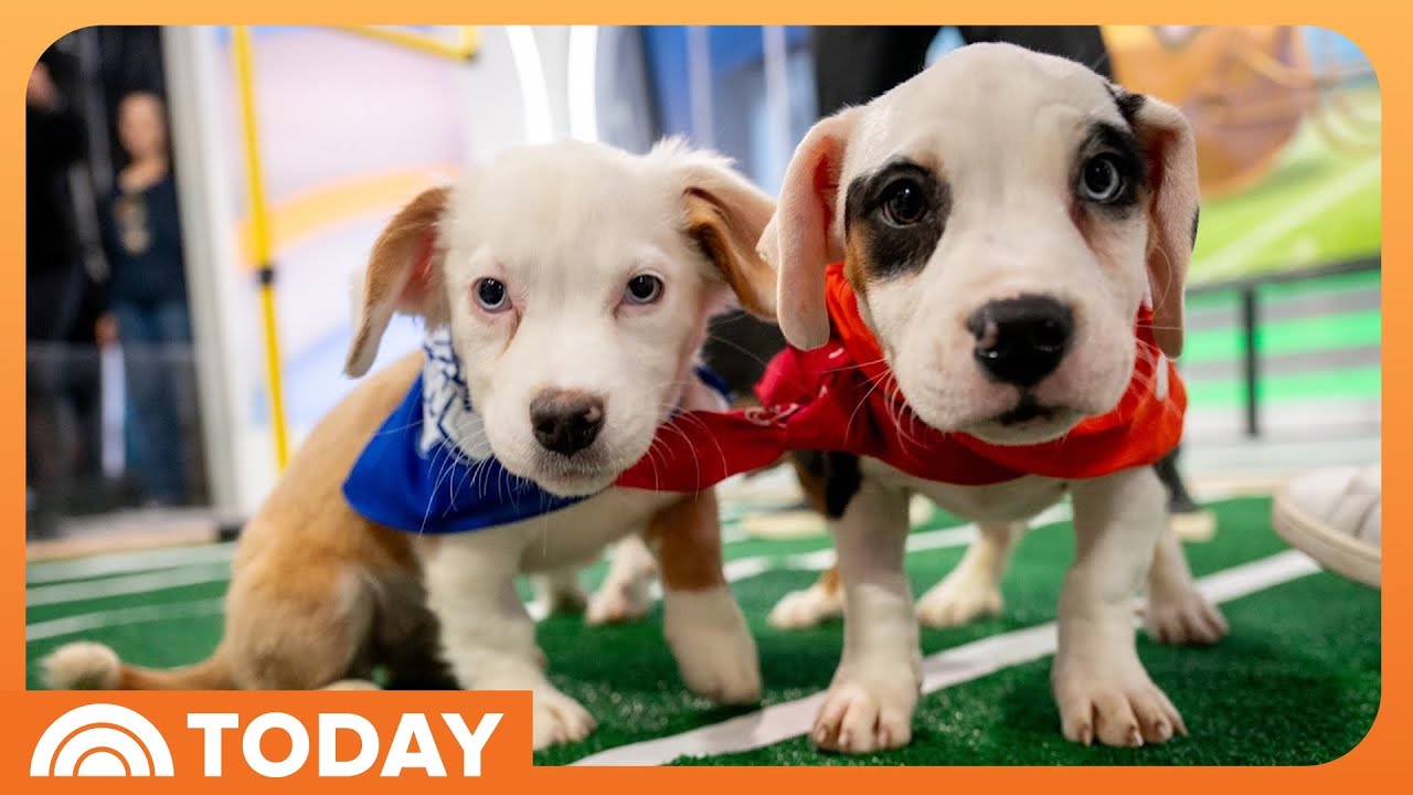 2025 Puppy Bowl returns for 21st year of adoption event