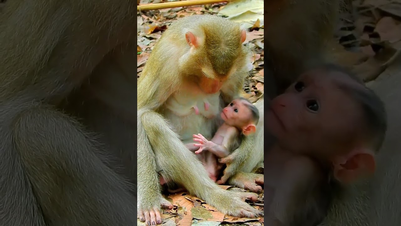 Congrats, Mum monkey gives a birth newborn baby looks cute #babymonkeybobby #cutebaby