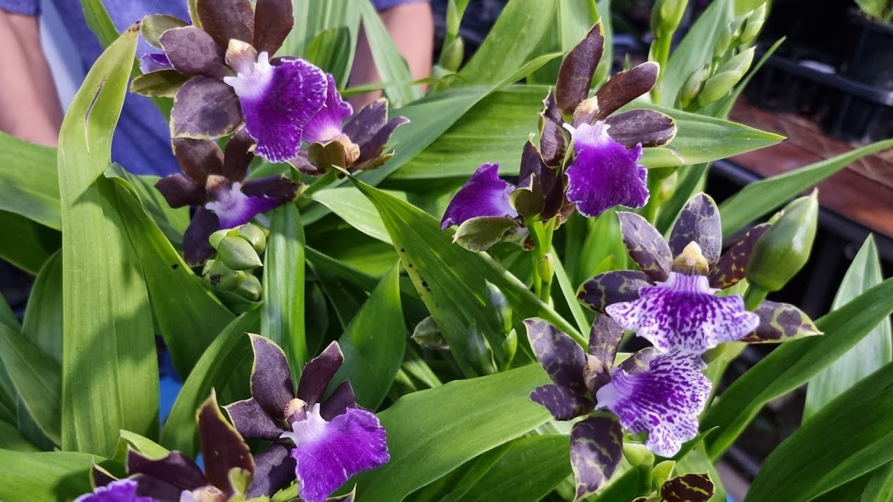 찐한 향 착생란 지고베타Zygopetalum 키우기, 신품종 지고베타 언박싱