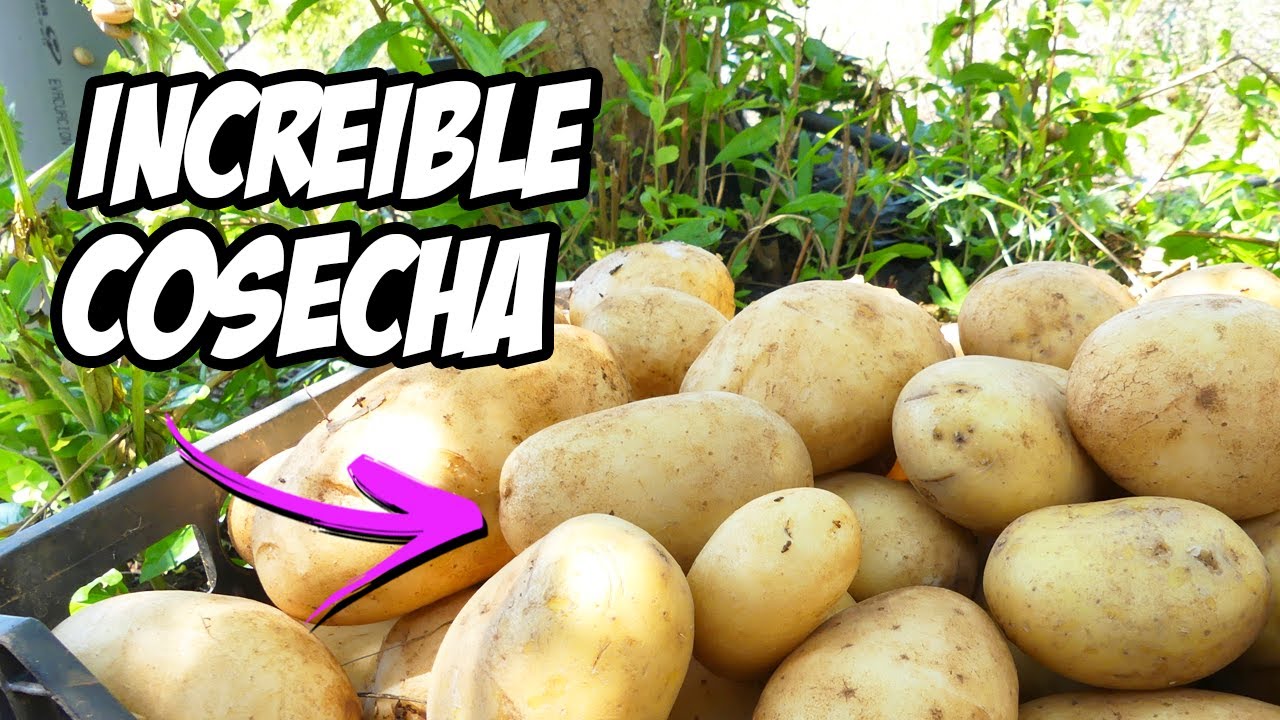 INCREÍBLE COSECHA DE PATATAS O PAPAS 🥔 Consejos y Trucos | La Huerta de Ivan