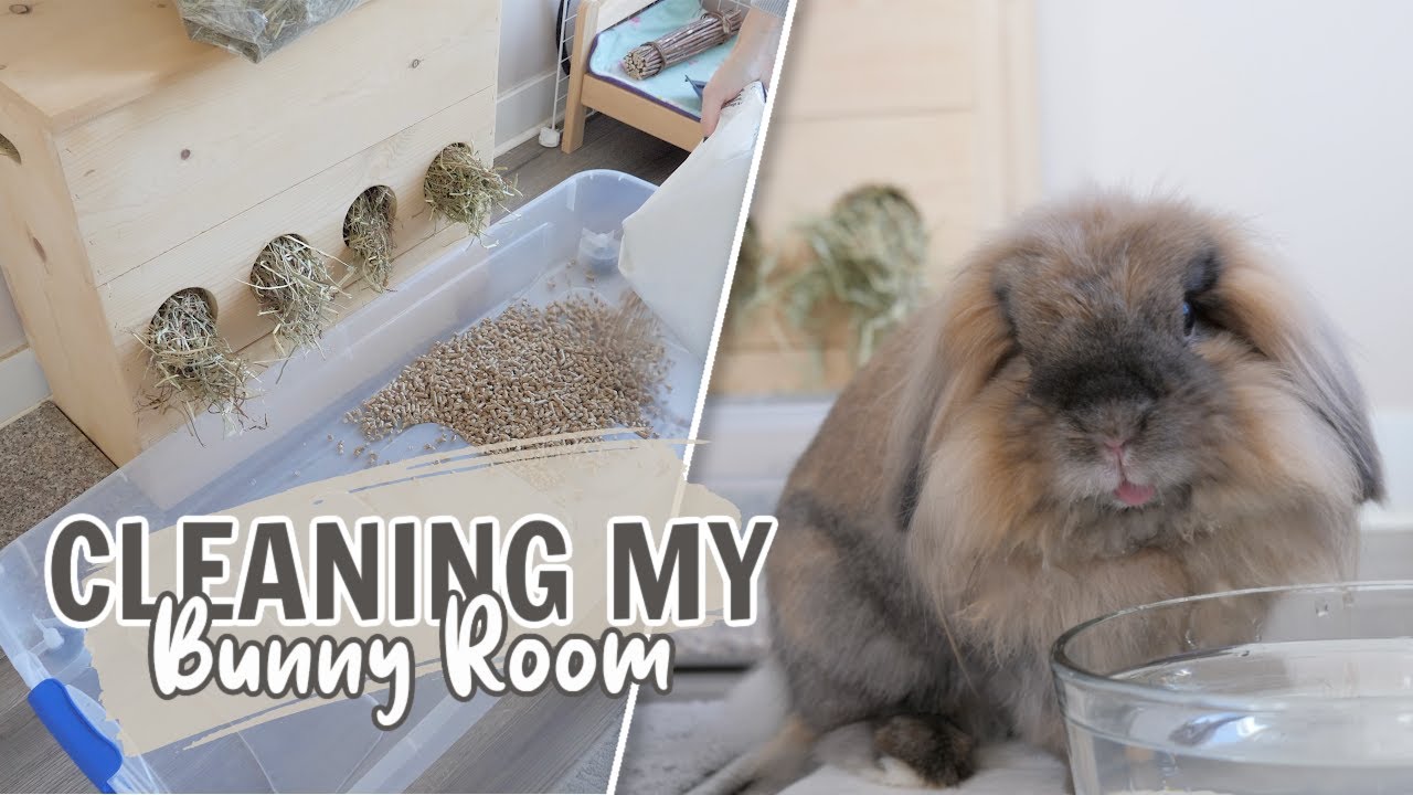 Cleaning my Bunny Room 🐰