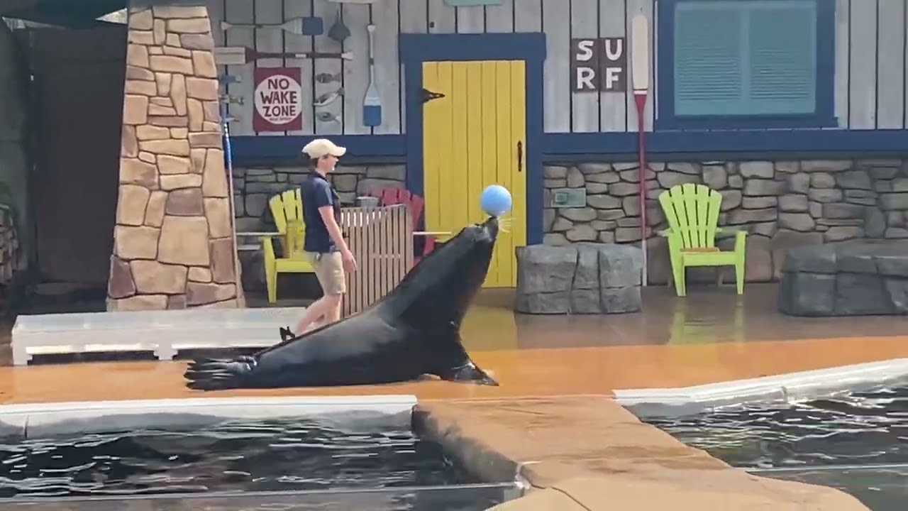 Sea lion show St Louis zoo( I DONT own the rights to this music)