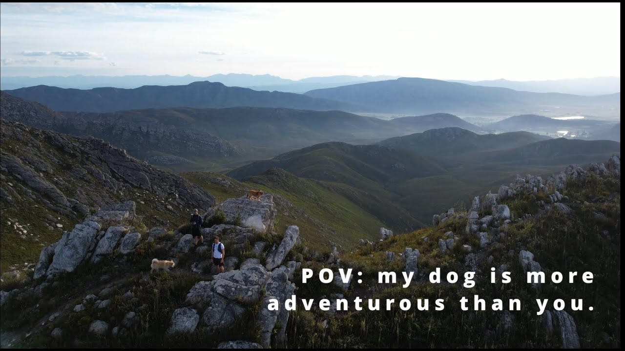 Loskop Peak — A Calm Morning in the Outeniqua Mountains. Who’s Leading This Hike? Definitely My Dogs