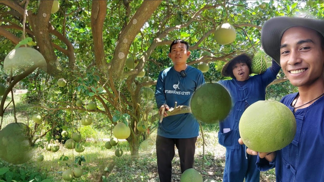 ปลูก2ส้มโอไร่!! ทำรายได้ไม่ธรรมดา ส้มโอศรีสะเกษเขตอีสาน รสชาติหวานไม่แพ้ที่อื่น ดก ใหญ่ หวาน
