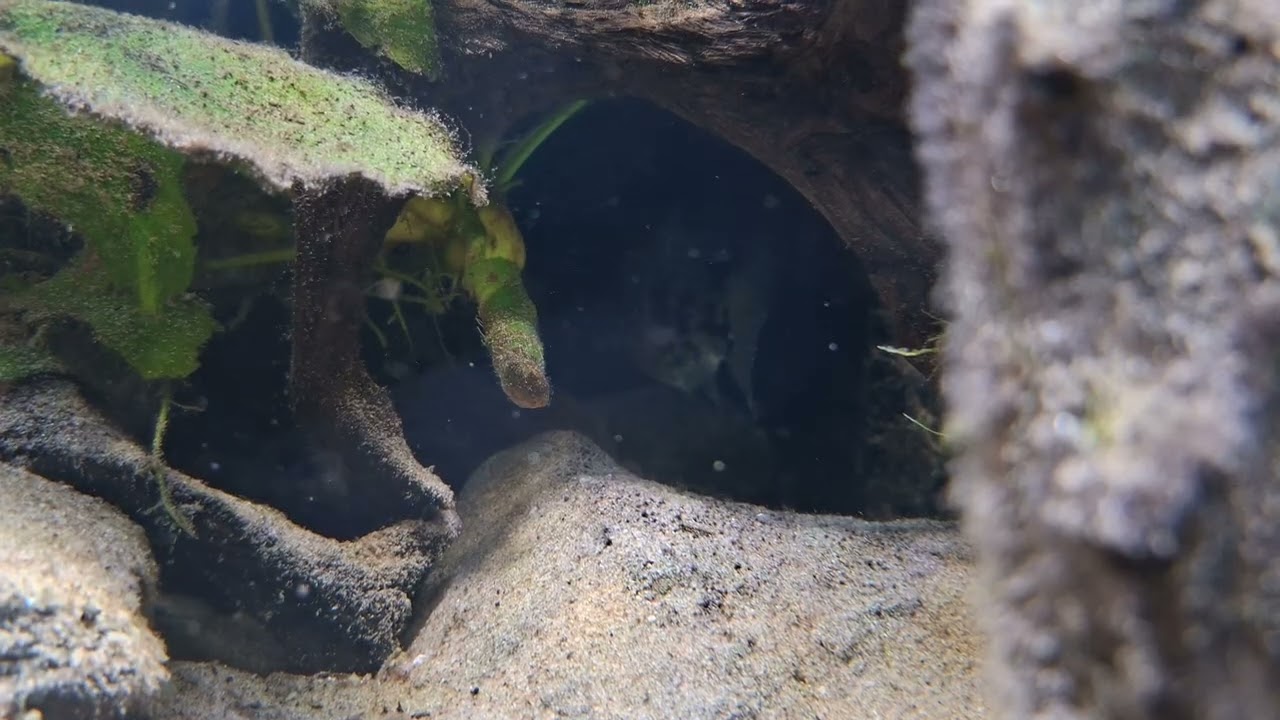 Tomocichla Asfraci 