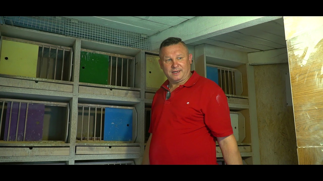 BARANOWSCY PAWEŁ & ROBERT - Parowanie, karmienie, lotowanie.
