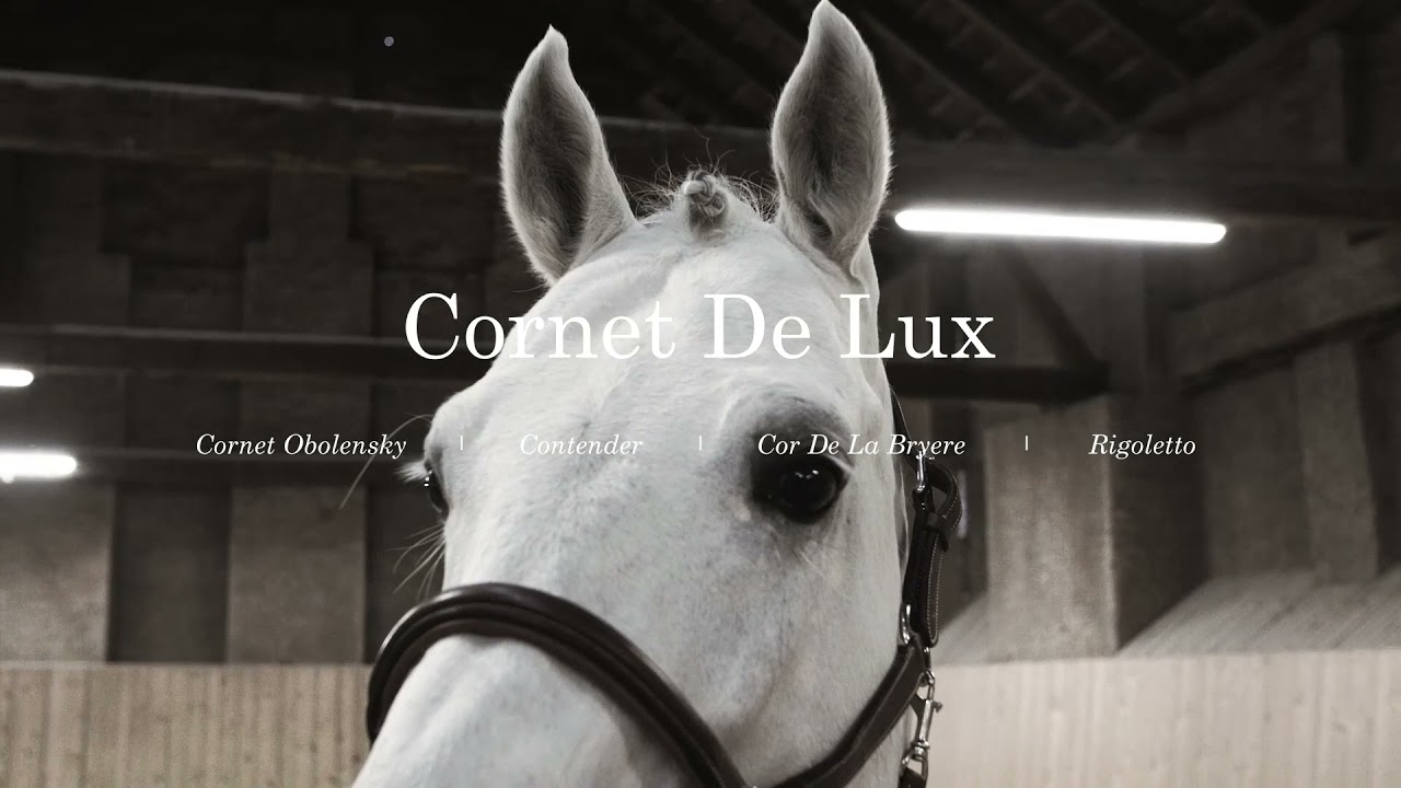 CORNET DE LUX (Approved holst. stallion) Cornet Obolensky x Contender x Cor de la Bryere x Rigoletto