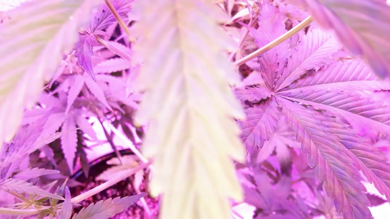Auto Flower Grow Room IN Bloom