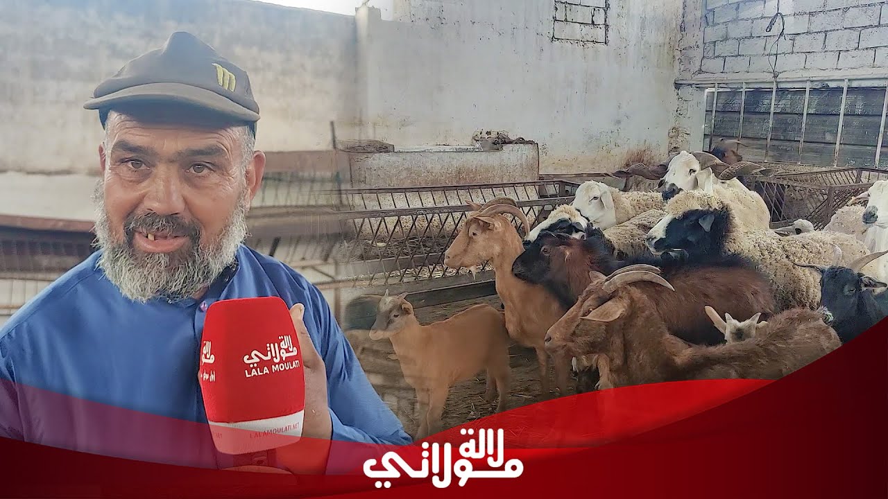 صادم وبكل حرقة كساب مغربي ينفجر بعد أيام من إلغاء أضحية العيد