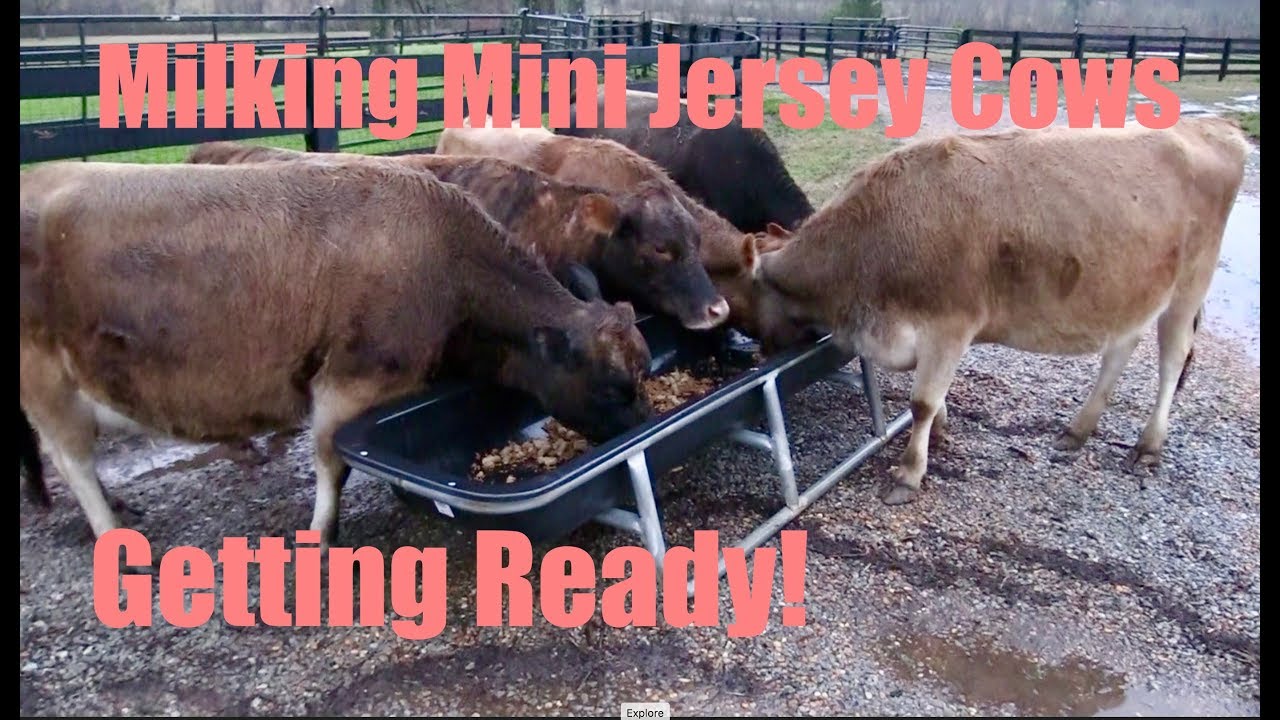 Getting Miniature Jersey milk Cows Ready for Milking and Mini Calf Birth
