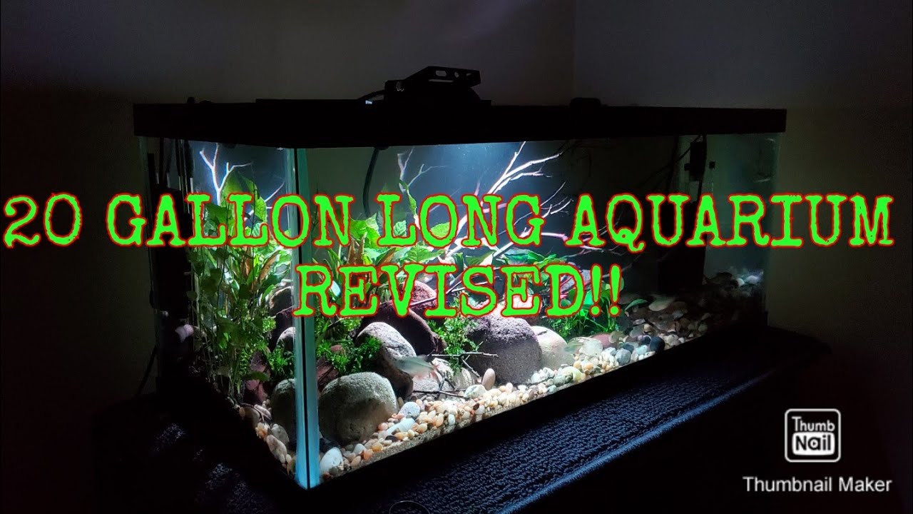 20 gallon long aquarium. REVISED and REVIEWED