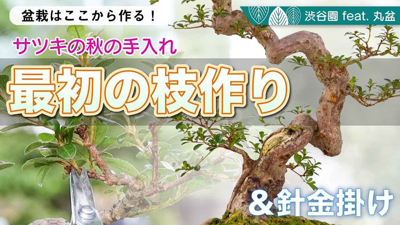 【サツキの秋の手入れ　剪定と針金掛け】　渋谷園 feat. 丸盆