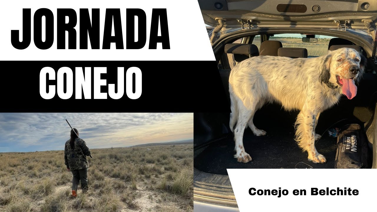 Ajustando la Distancia: Arya en una Jornada de Caza de Conejo