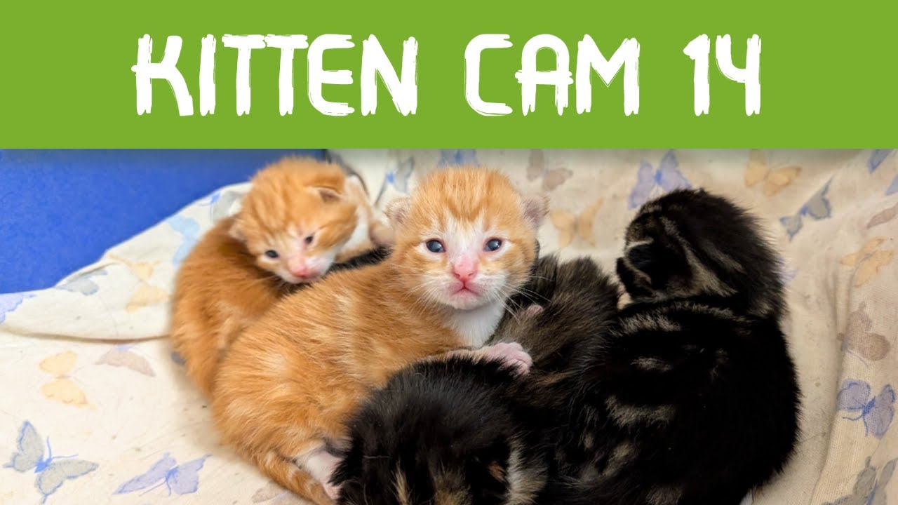 Kitten Cam 14:  Day 48 - VOKRA Foster Kittens