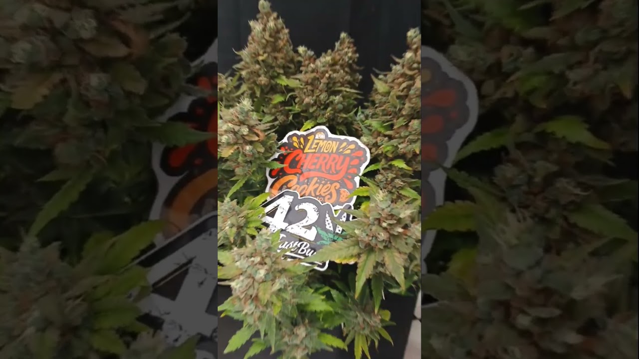 Lemon Cherry Cookies / Fast Buds Erntetag/Harvest #cannabis #FastBuds_Family #grow #marshydroreview