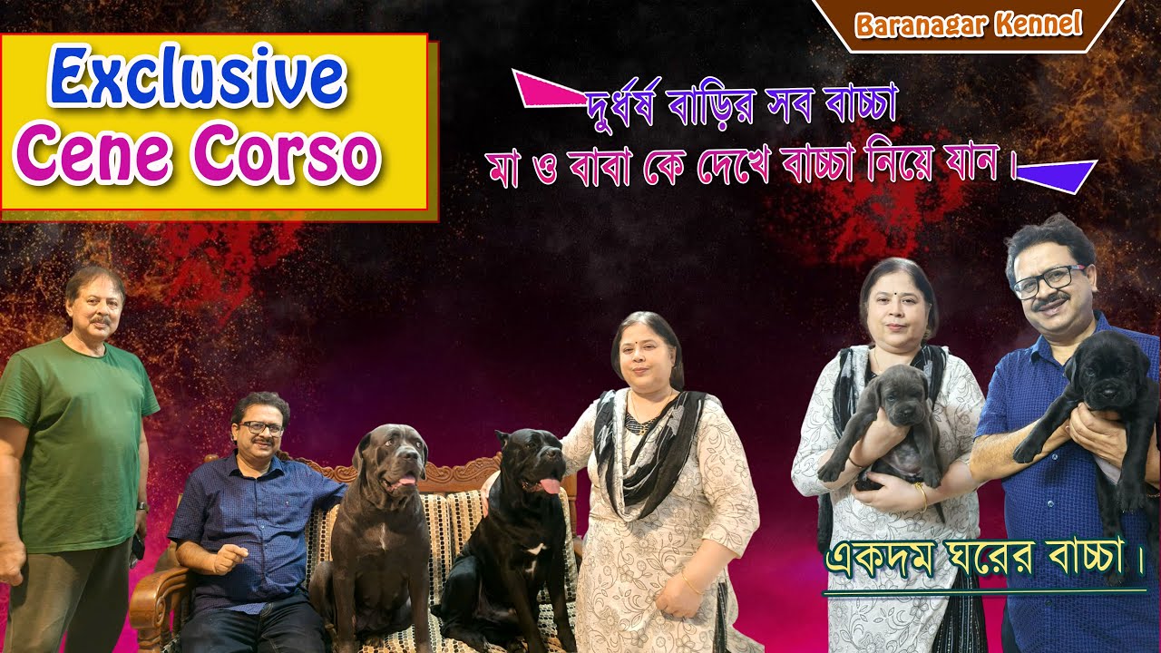 Cane Corso Dog | Best Cane Corso Dog Kennel In India | Dog kennel Kolkata | Singhs Cane Kennel |