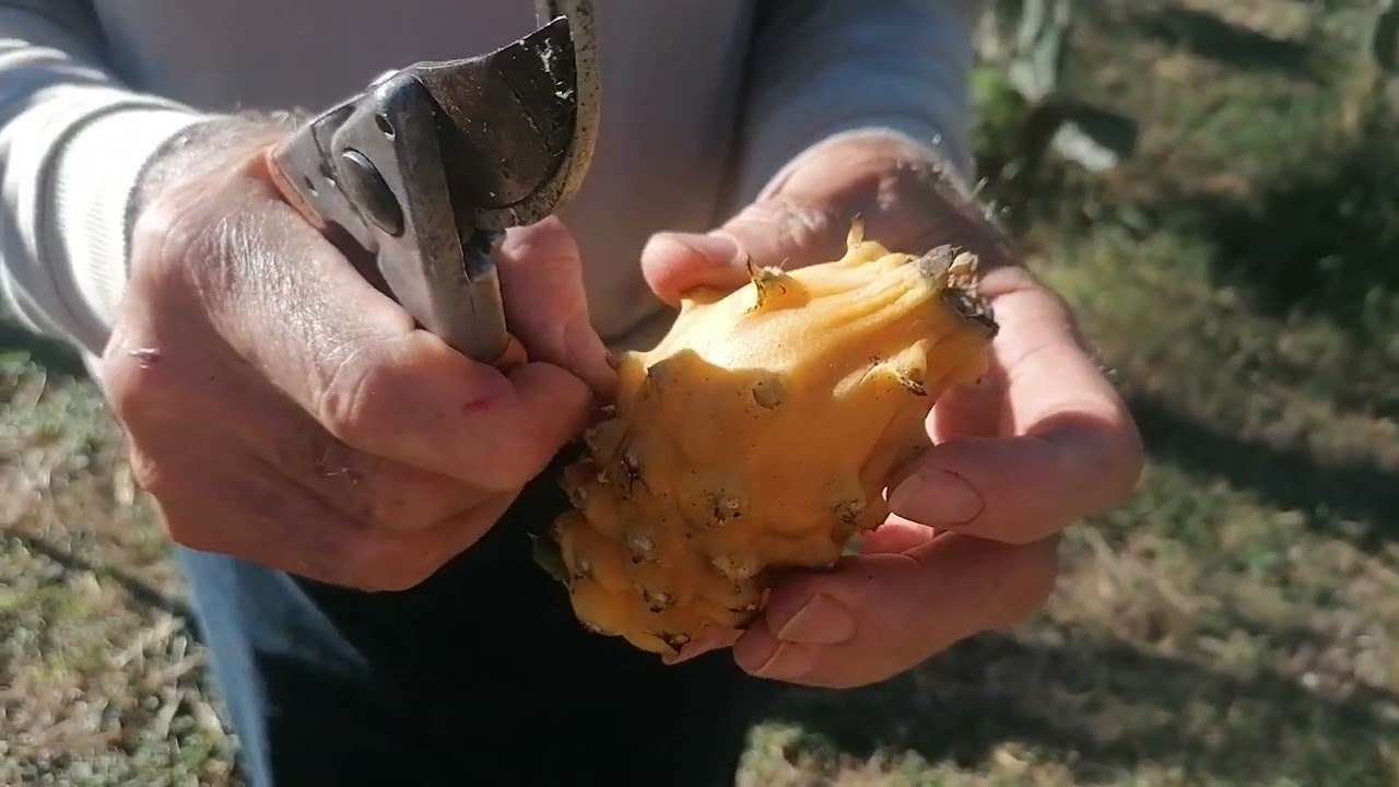 Paloras de injerto, ya con fruta