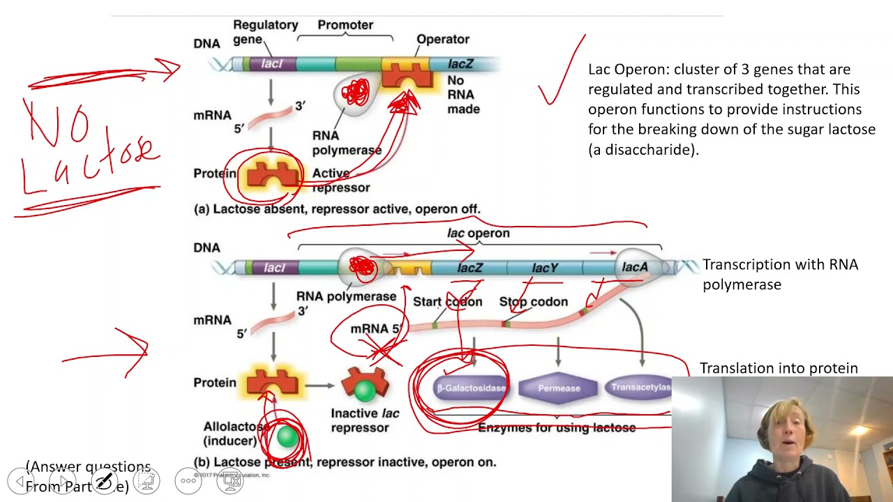 Exercise 12  preview video of lac operon