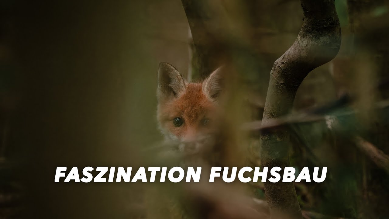 FUCHSWELPEN - So nah habe ich sie noch nie gesehen! - WILDLIFE FOTOGRAFIE + WILDKAMERA Eindrücke