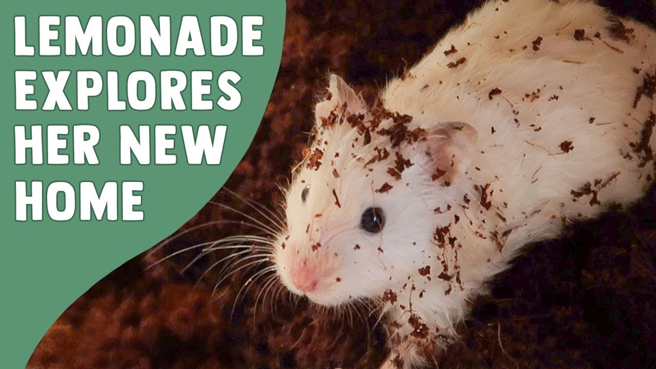 Lemonade Explores The New DIY Enclosure
