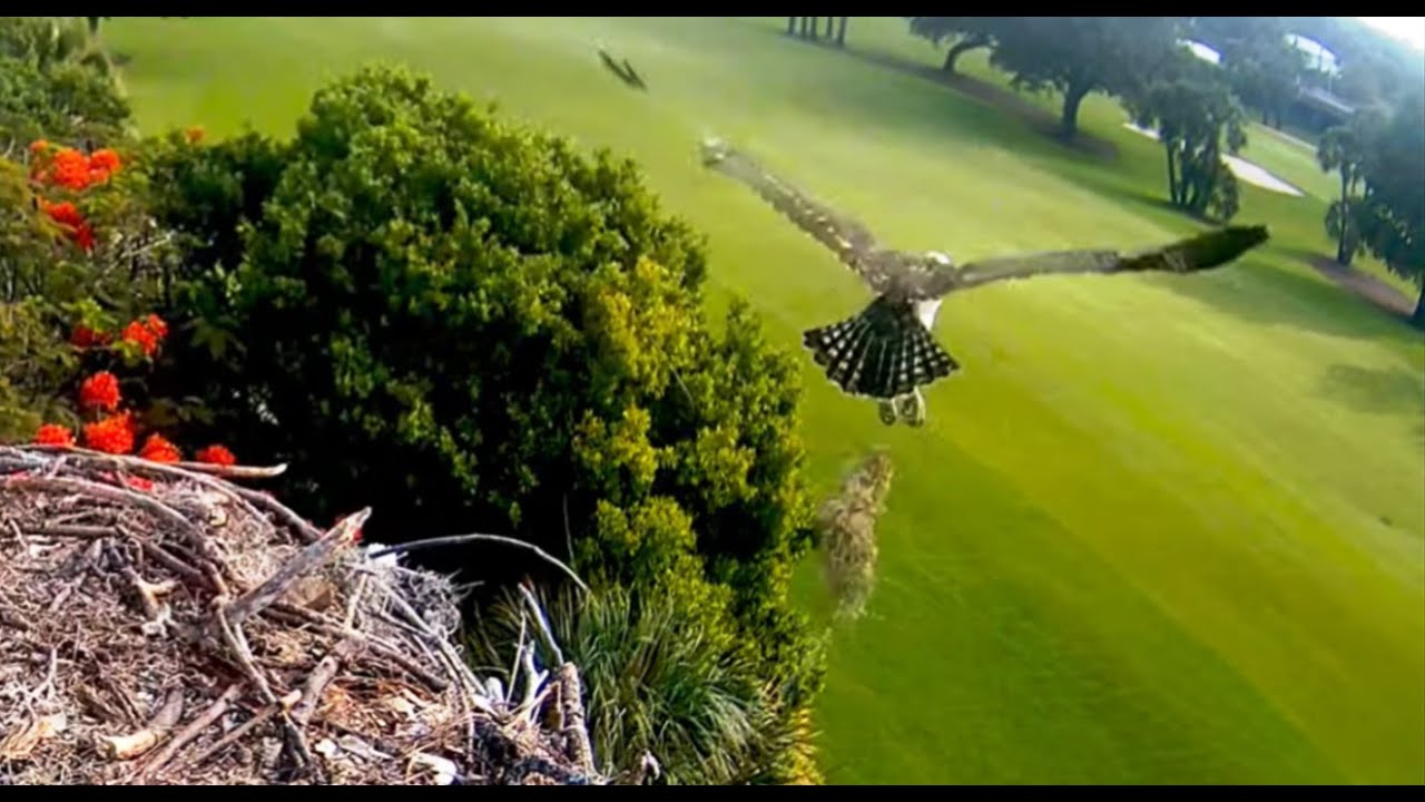 5/25/24  Moorings Park Ospreys:  Tuffy fledged and returned !