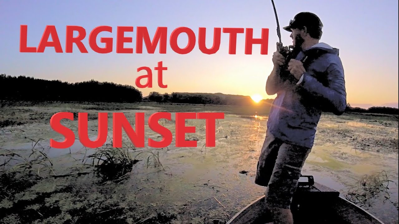 Largemouth at Sunset - Bass fishing on Mississippi River Pool 5A and catching largemouth on frogs!