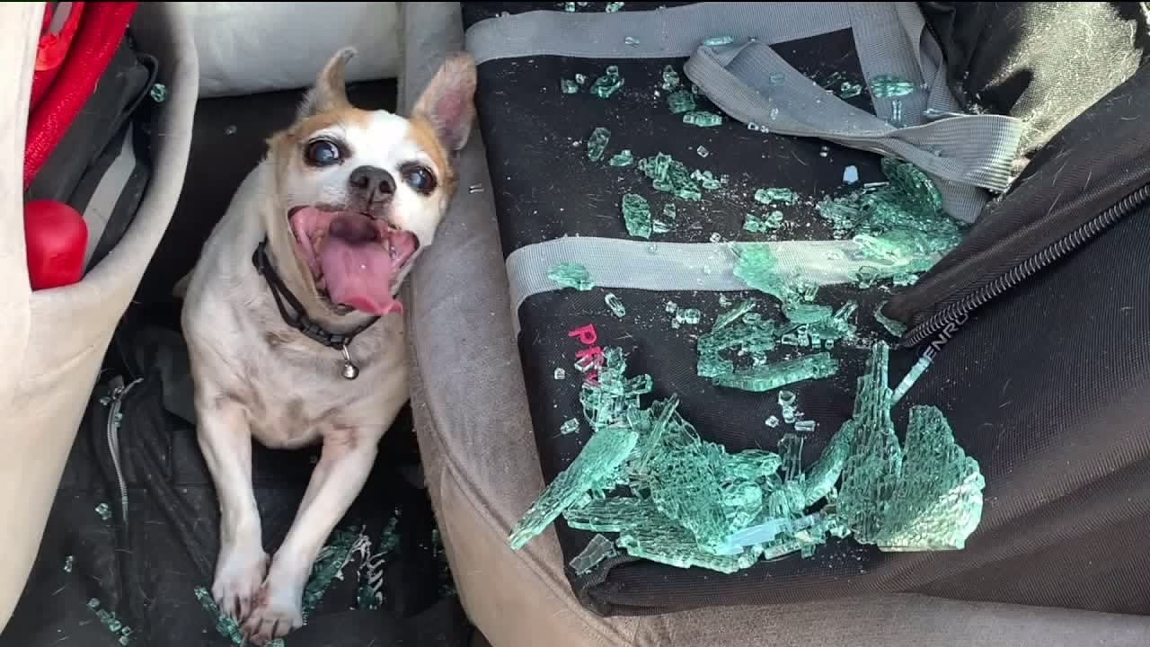 Dog rescued from hot car in Lakeside