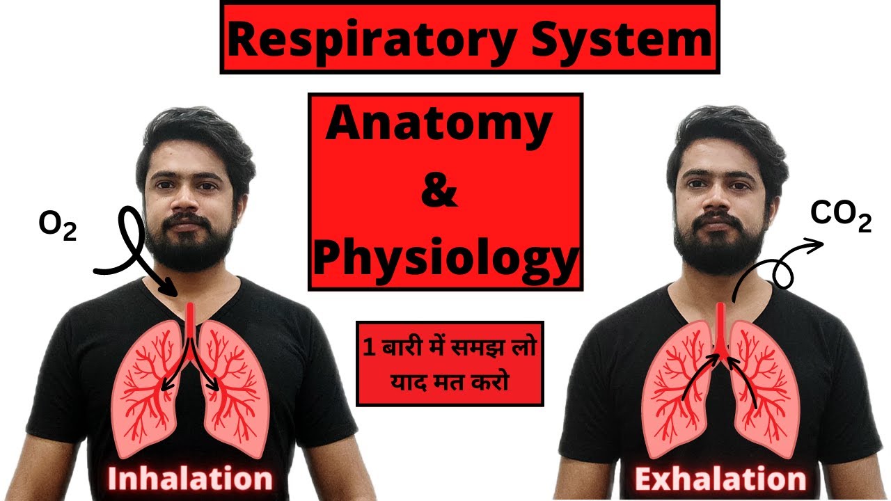 Respiratory system anatomy and physiology | Structure | Organs | Functions |  Hindi