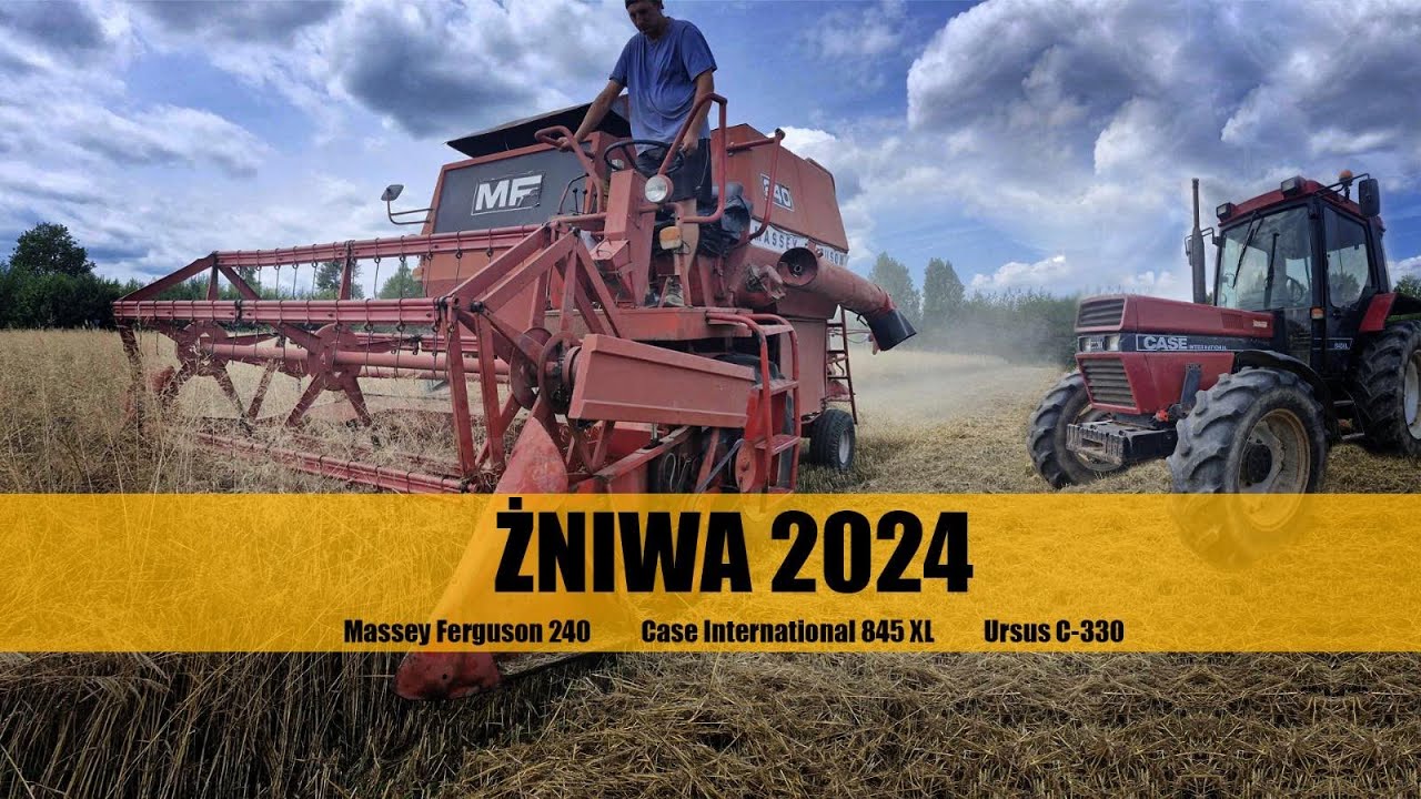 Żniwa 2024, MF w akcji. Massey Ferguson 240, Case & Ursus.