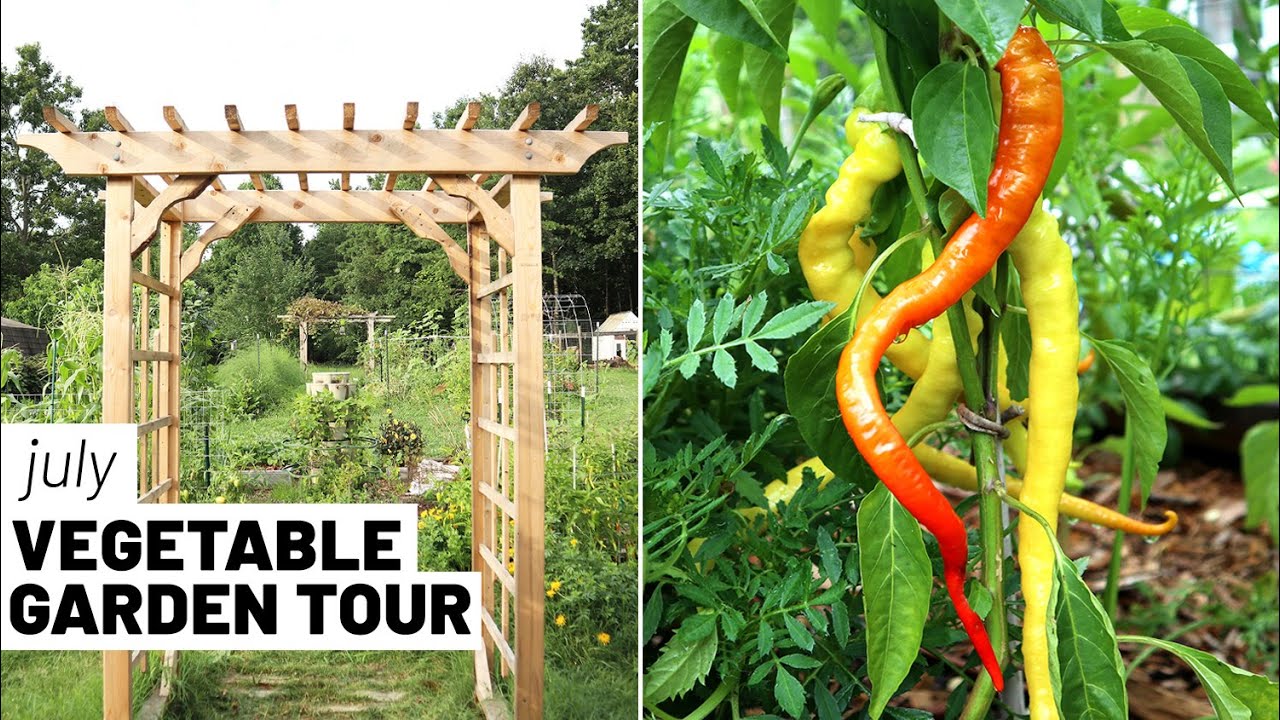 The summer homestead garden - July 2022, zone 7 full vegetable garden tour // GroundedHavenHomestead